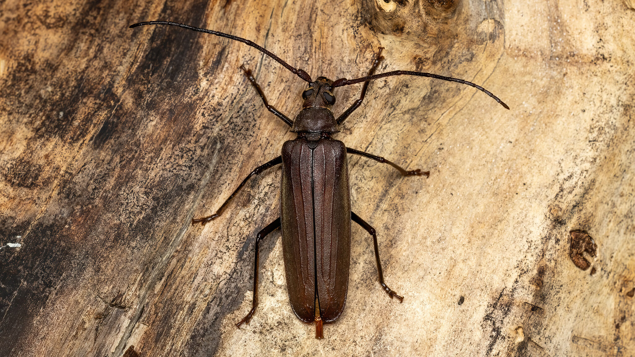 Cerambycidae Aegosoma scabricorne