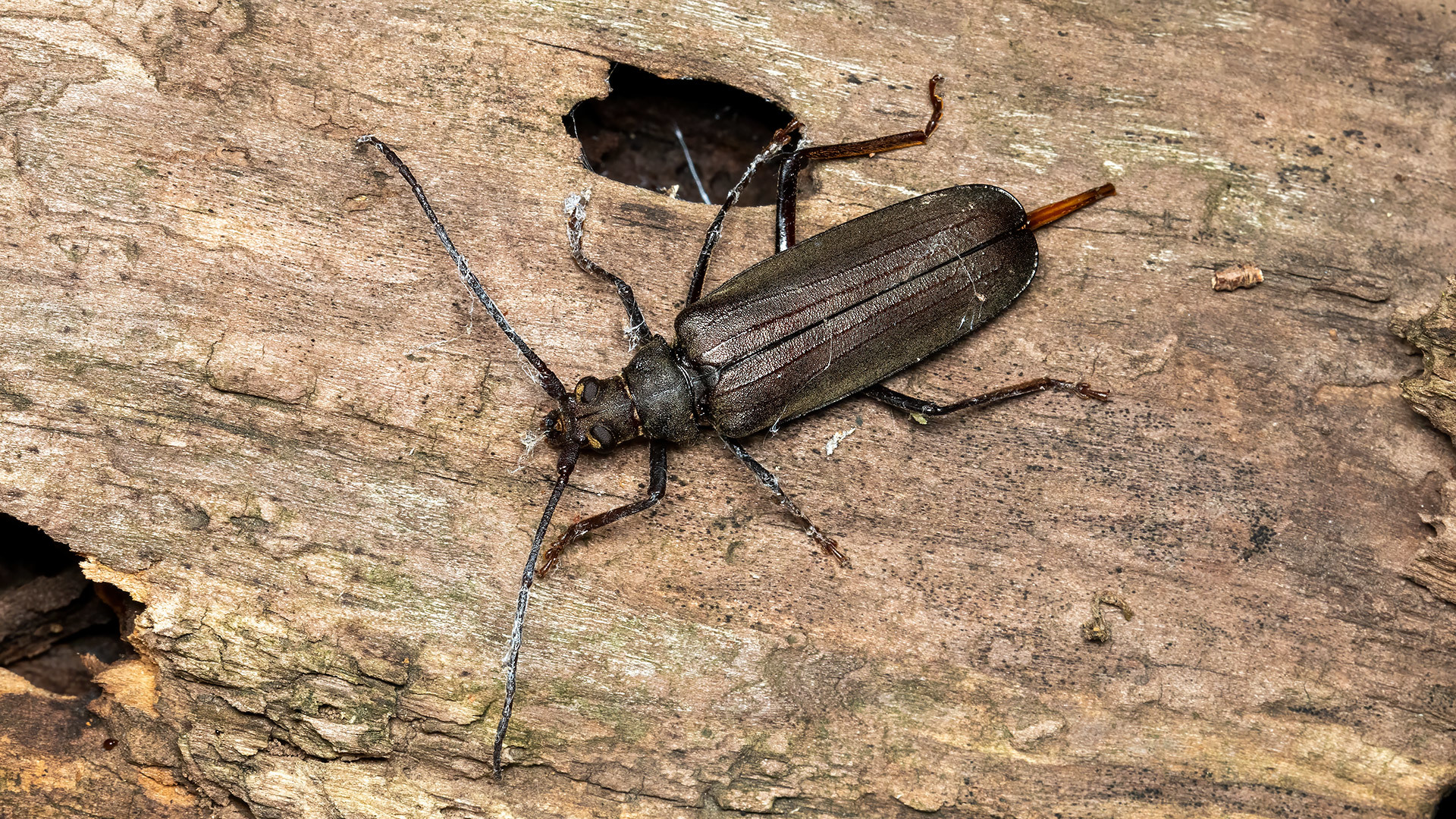 Cerambycidae Aegosoma scabricorne
