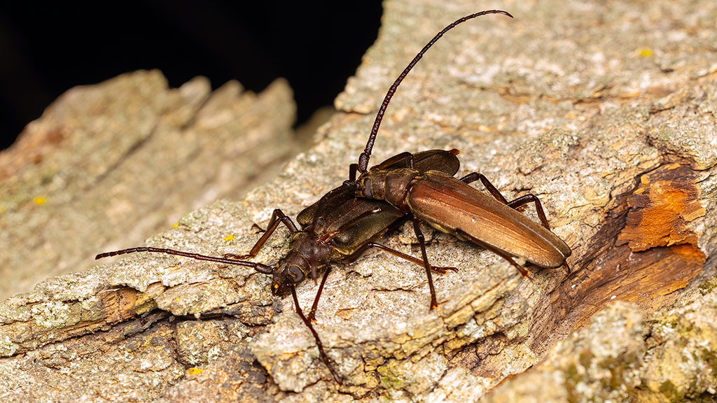 Cerambycidae Aegosoma scabricorne