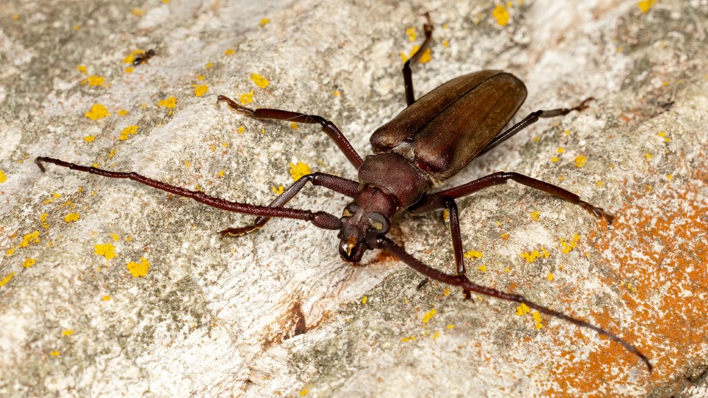 Cerambycidae Aegosoma scabricorne