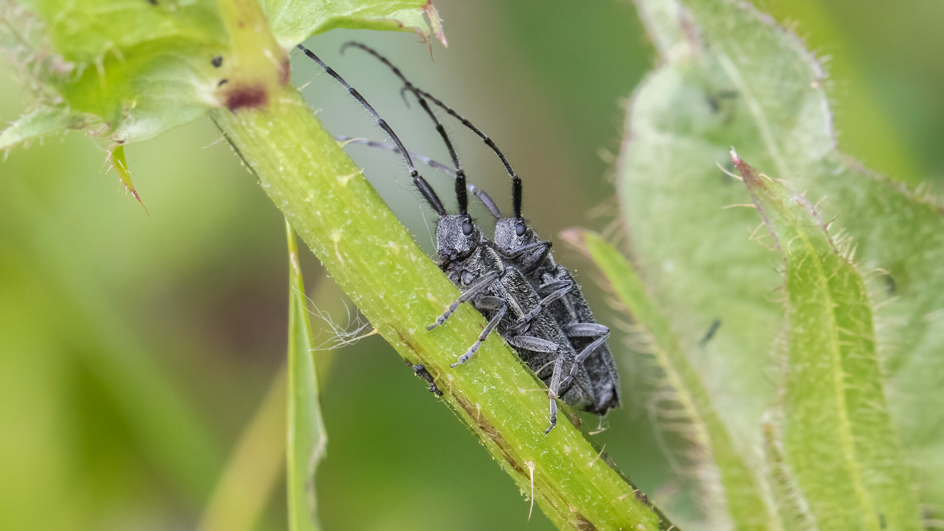 Cerambycidae Agapanthia cardui