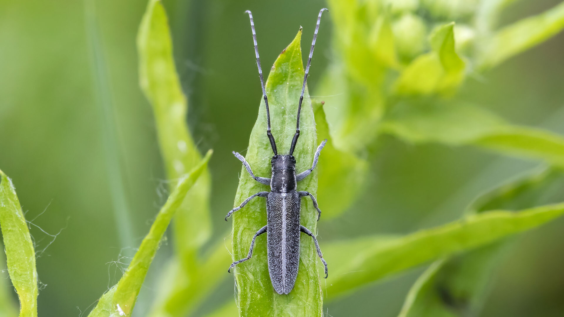 Cerambycidae Agapanthia cardui