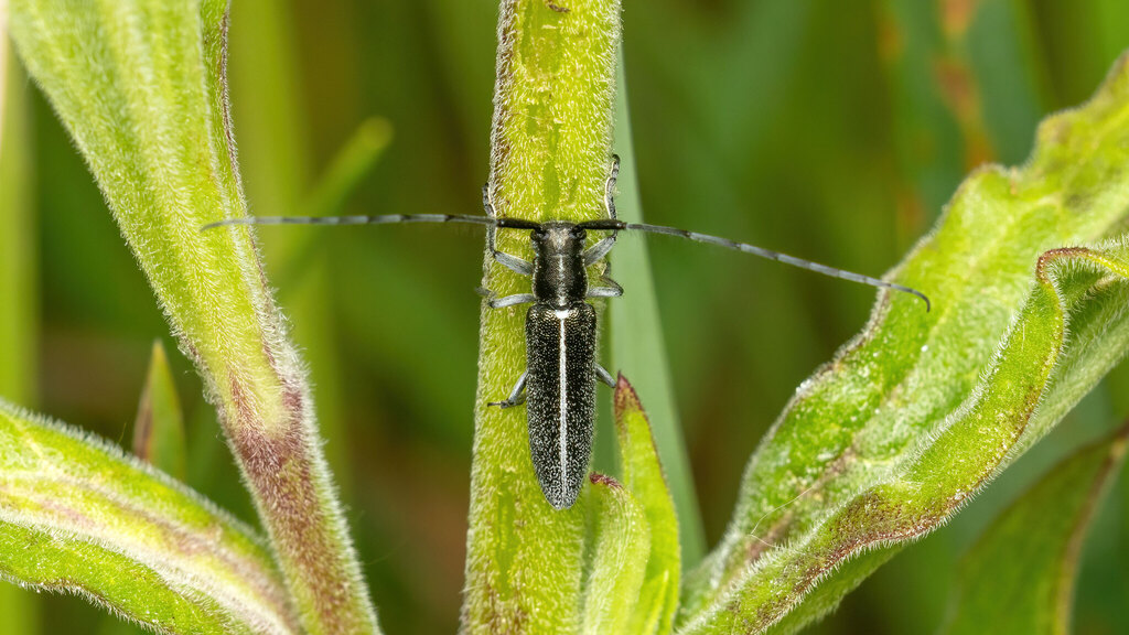 Cerambycidae Agapanthia cardui