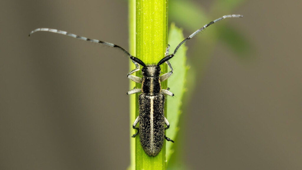 Cerambycidae Agapanthia cardui