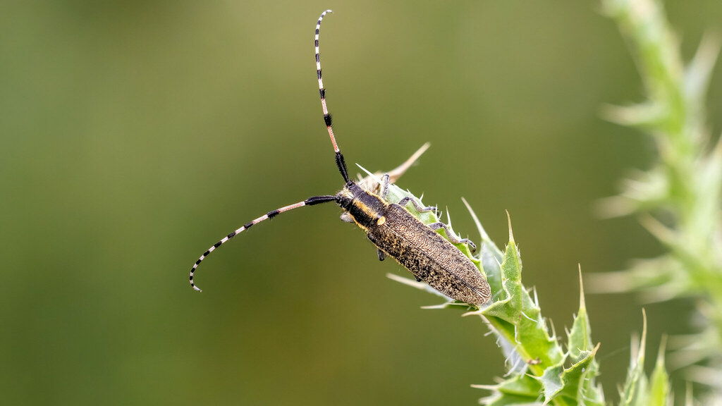 Cerambycidae Agapanthia dahli