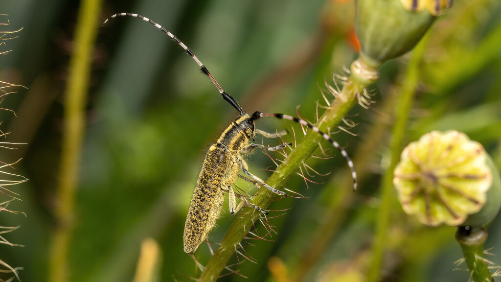 Cerambycidae Agapanthia dahlii