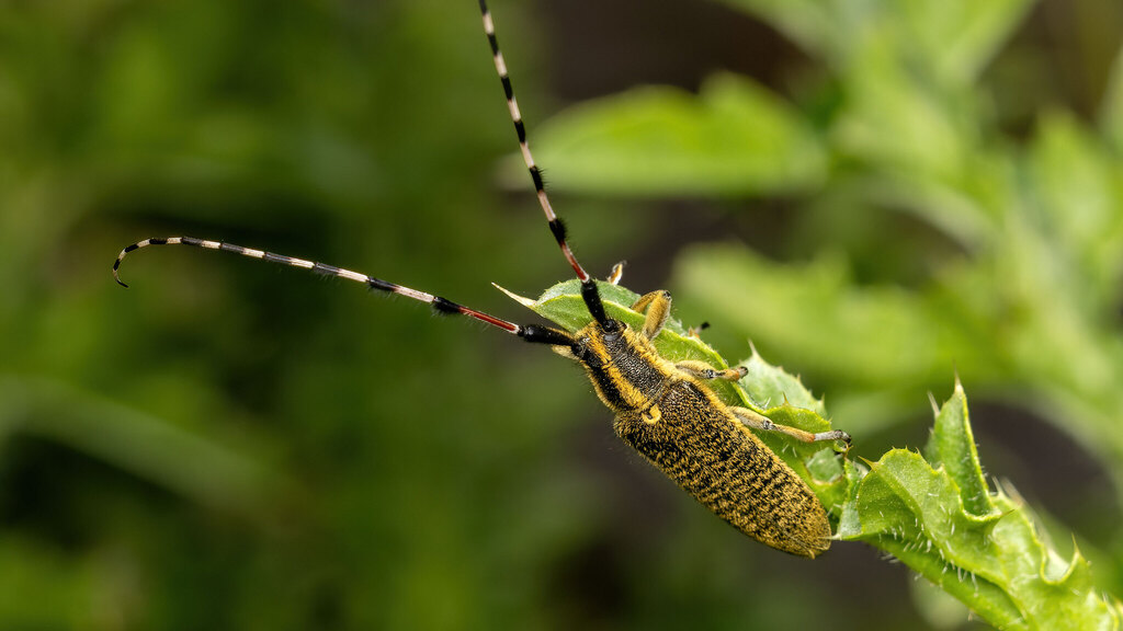 Cerambycidae Agapanthia dahlii