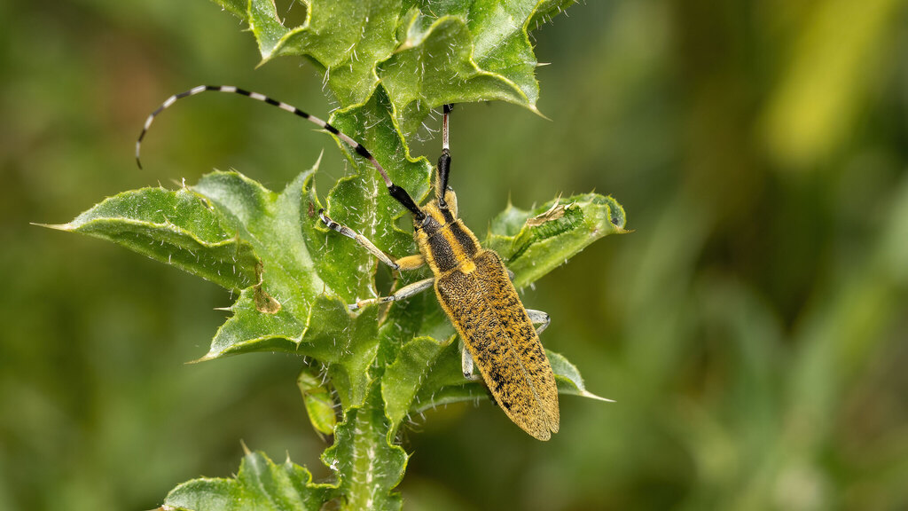 Cerambycidae Agapanthia dahlii