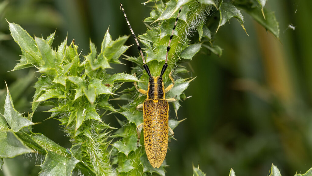 Cerambycidae Agapanthia dahlii