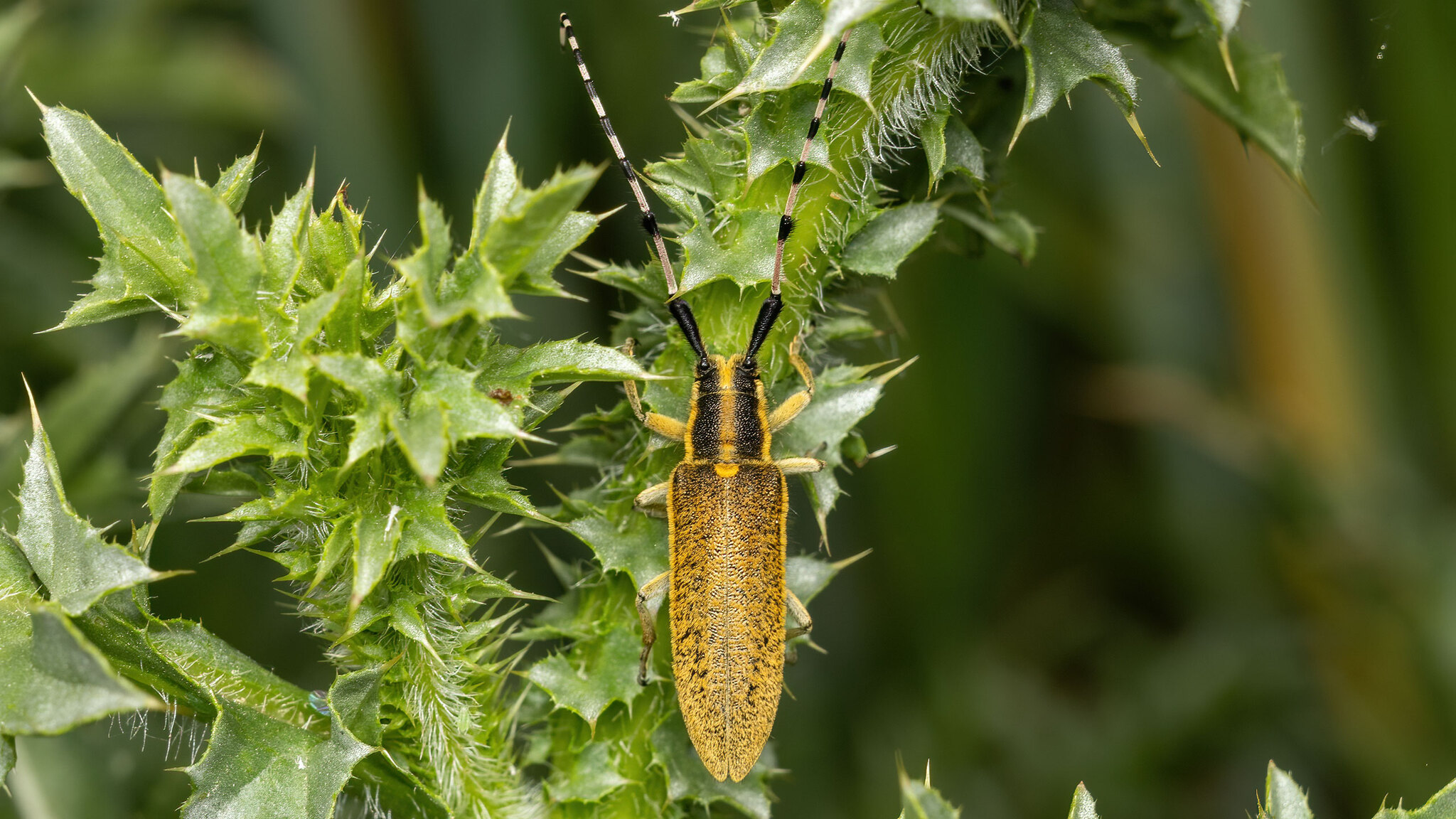 Cerambycidae Agapanthia dahlii