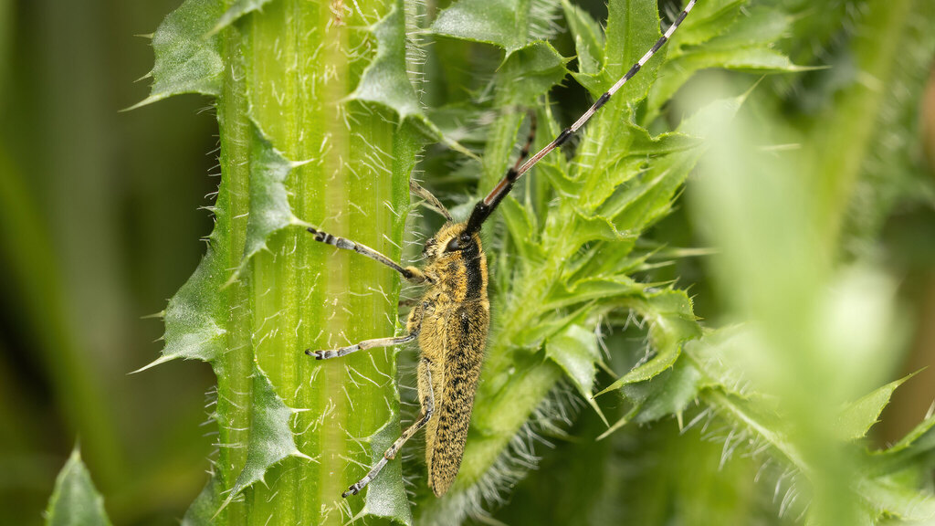 Cerambycidae Agapanthia dahlii