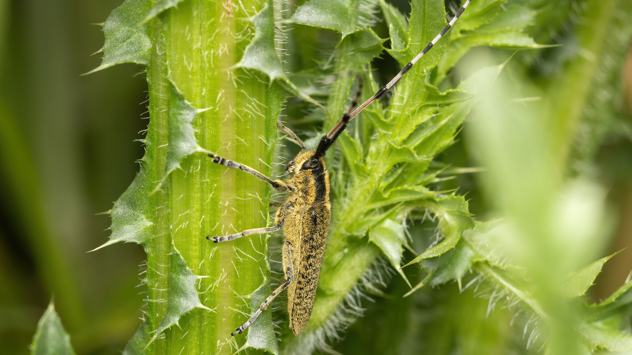 Cerambycidae Agapanthia dahlii