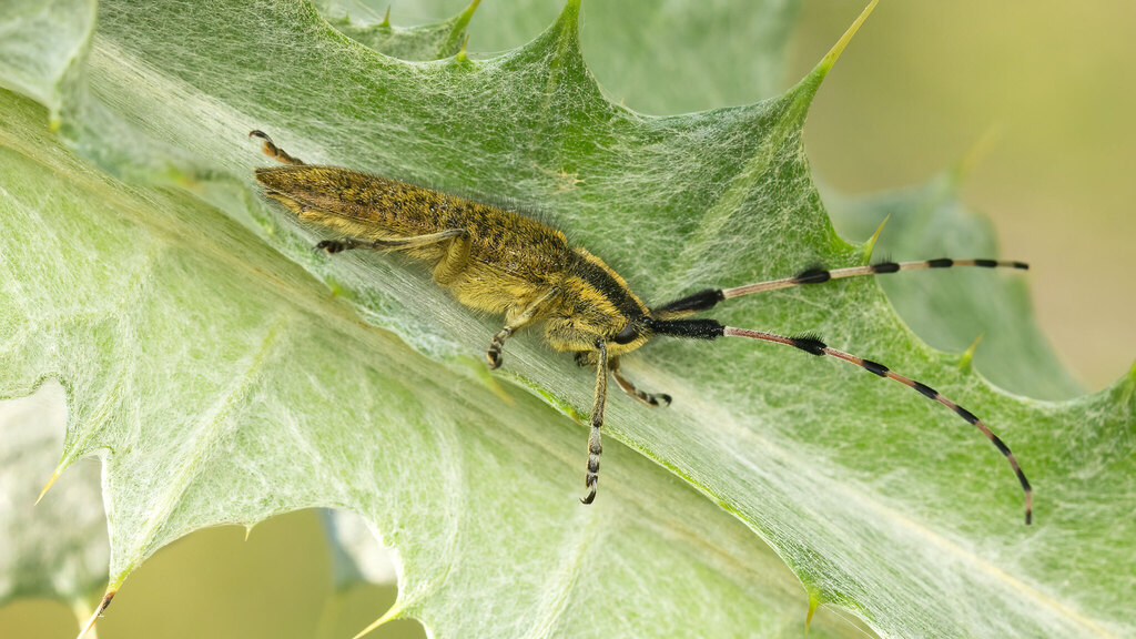 Cerambycidae Agapanthia dahlii