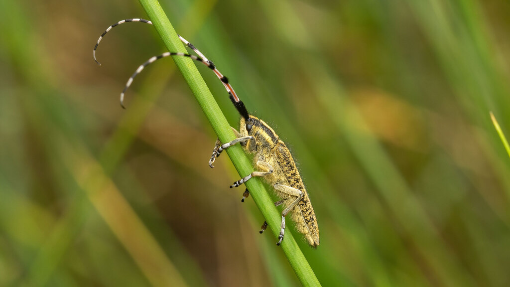 Cerambycidae Agapanthia dahlii