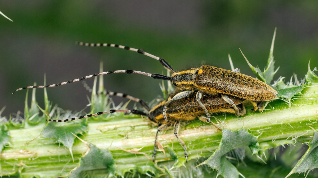 Agapanthia dahlii