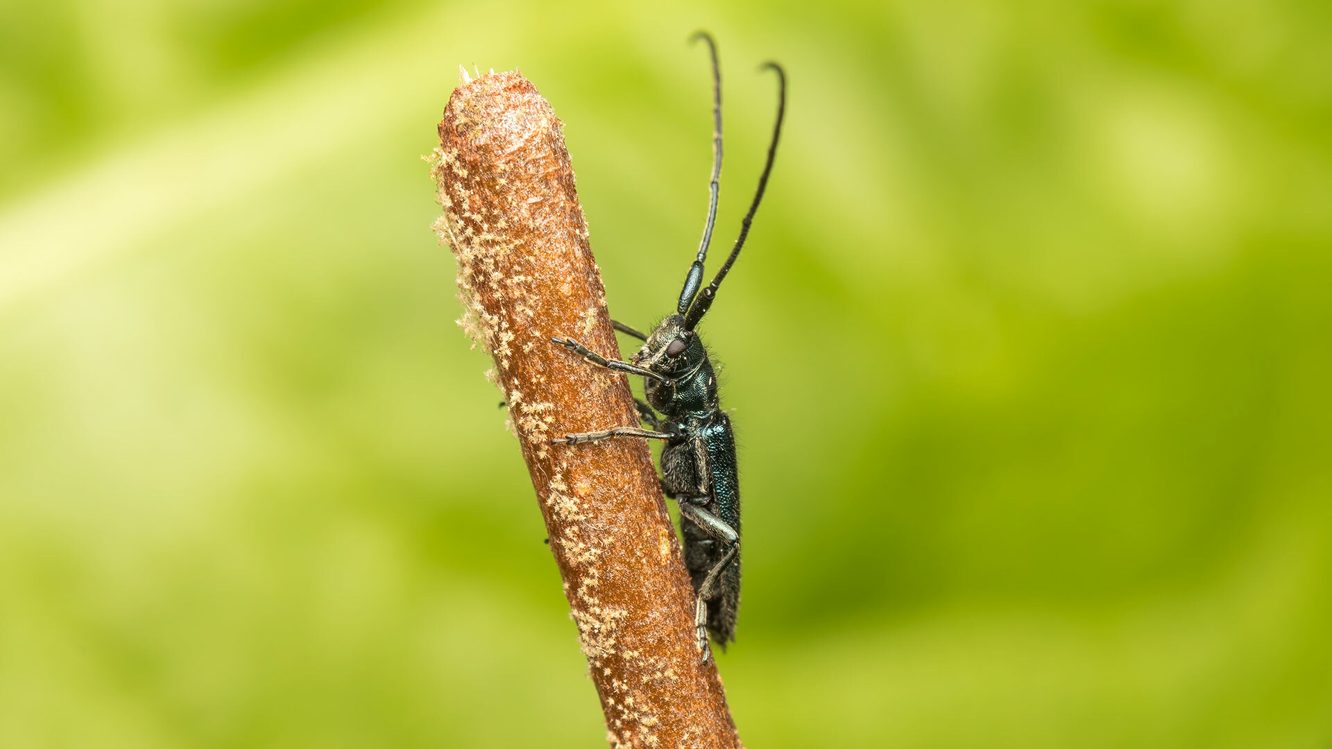 Cerambycidae Agapanthia intermedia