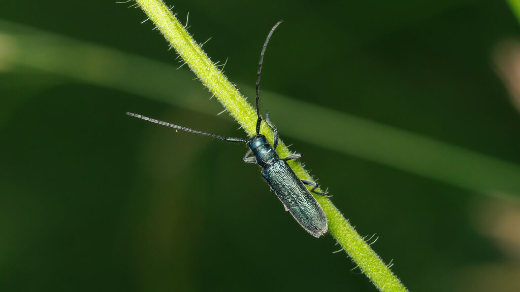 Cerambycidae Agapanthia intermedia