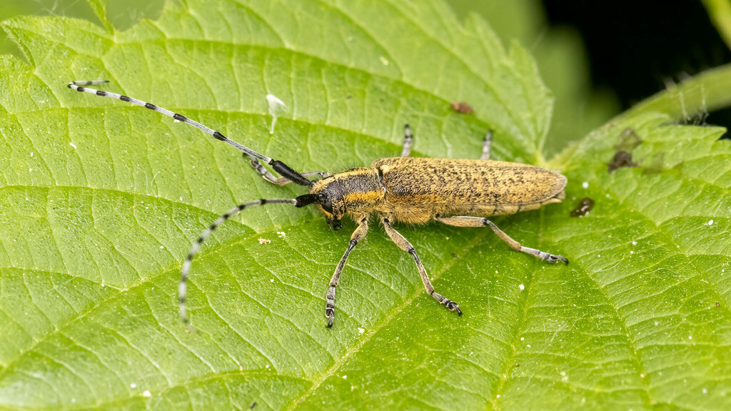 Cerambycidae Agapanthia villosoviridescens