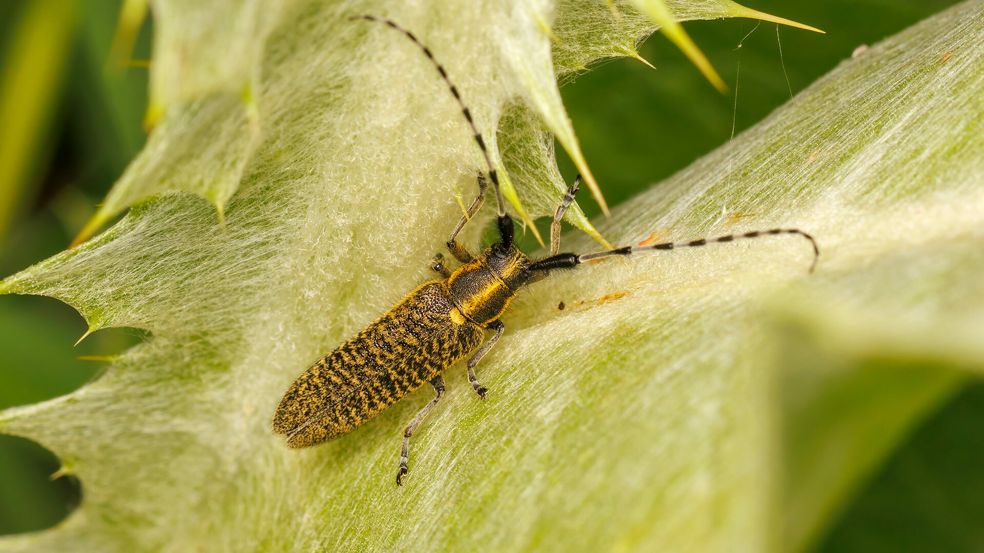 Cerambycidae Agapanthia villosoviridescens