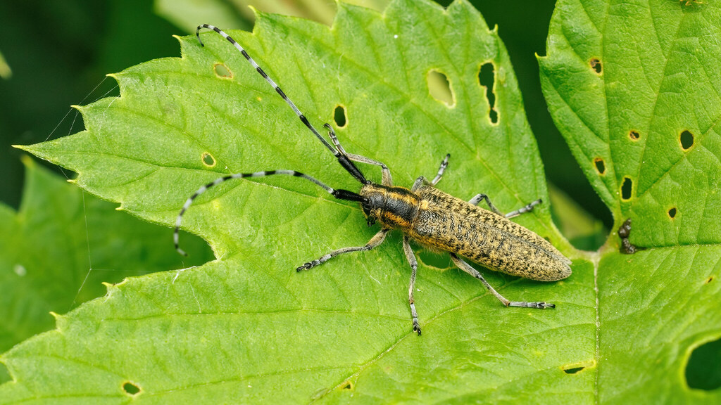 Cerambycidae Agapanthia villosoviridescens