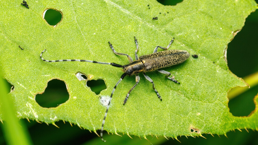 Cerambycidae Agapanthia villosoviridescens