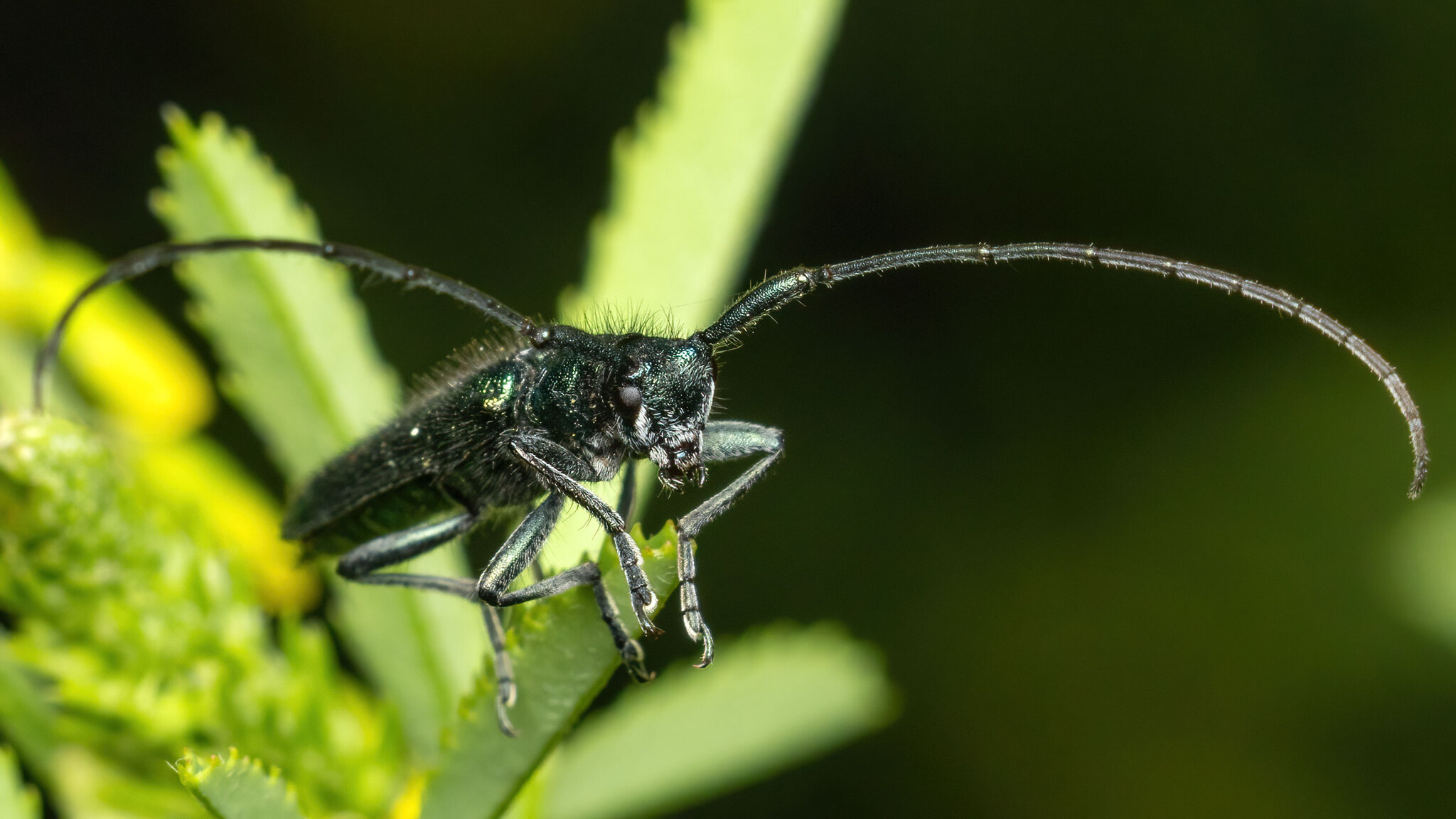Cerambycidae Agapanthia violacea
