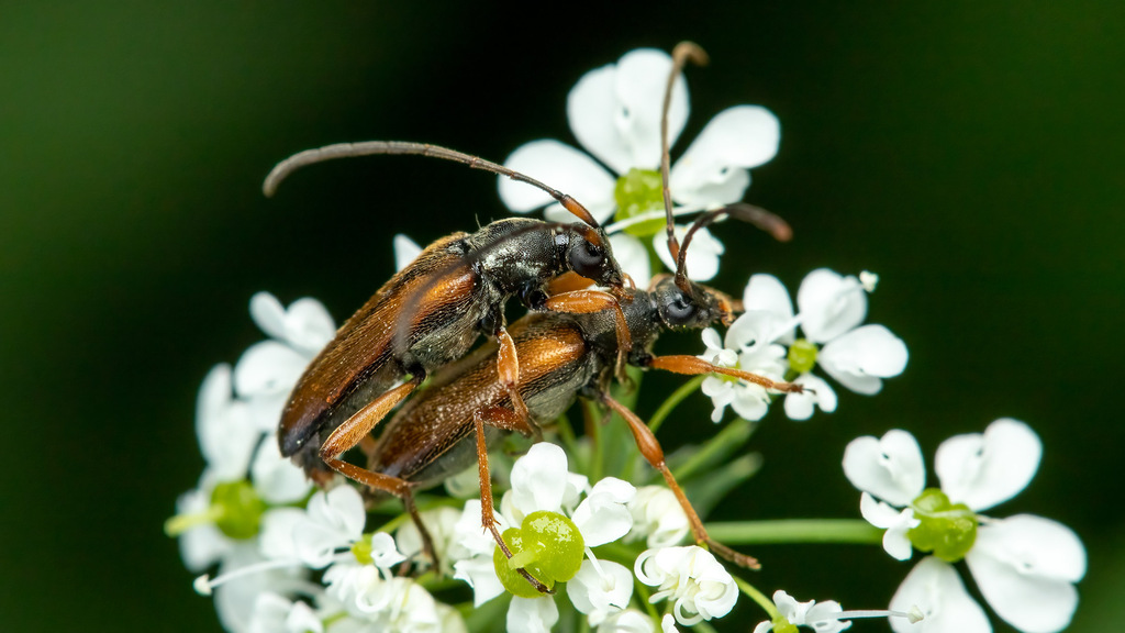 Cerambycidae Alosterna tabacicolor