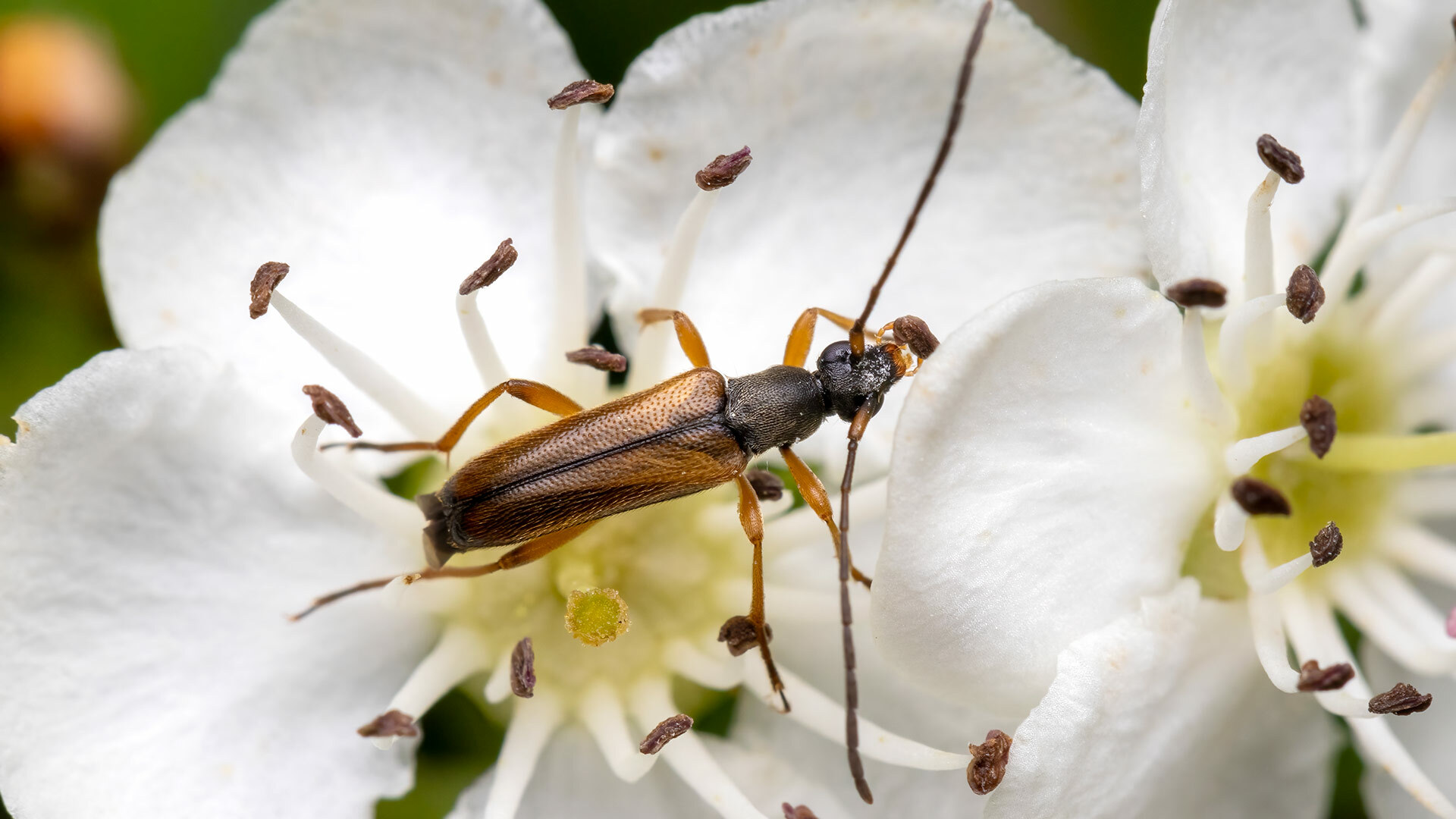 Cerambycidae Alosterna tabacicolor
