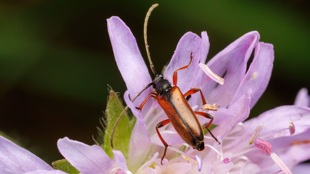Cerambycidae Alosterna tabacicolor
