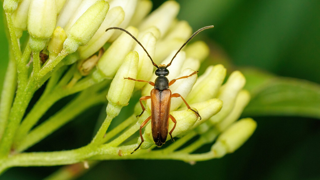 Cerambycidae Alosterna tabacicolor