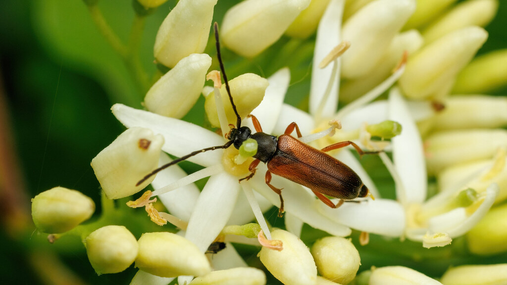 Cerambycidae Alosterna tabacicolor