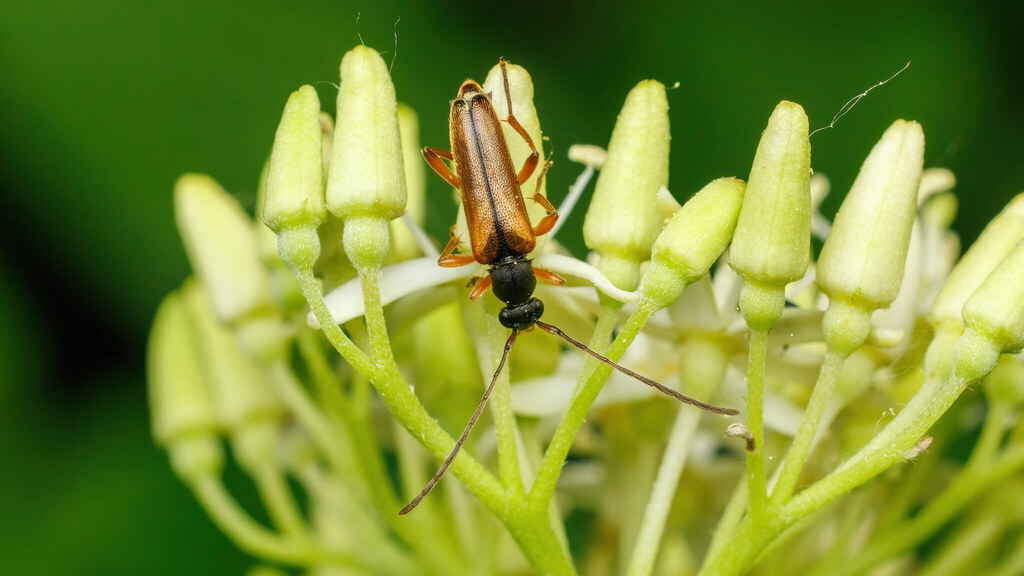 Cerambycidae Alosterna tabacicolor