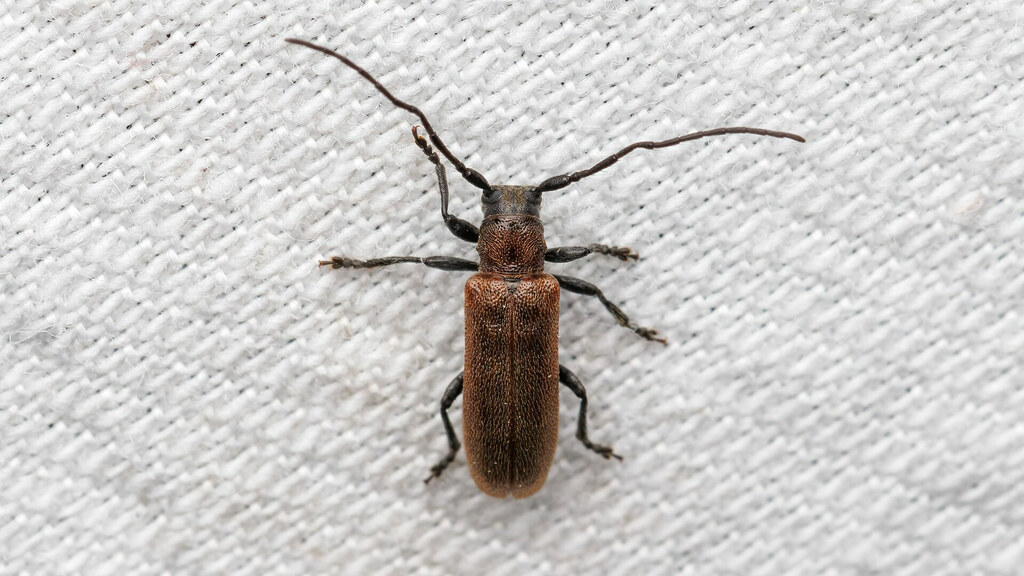 Cerambycidae Anaesthetis testacea