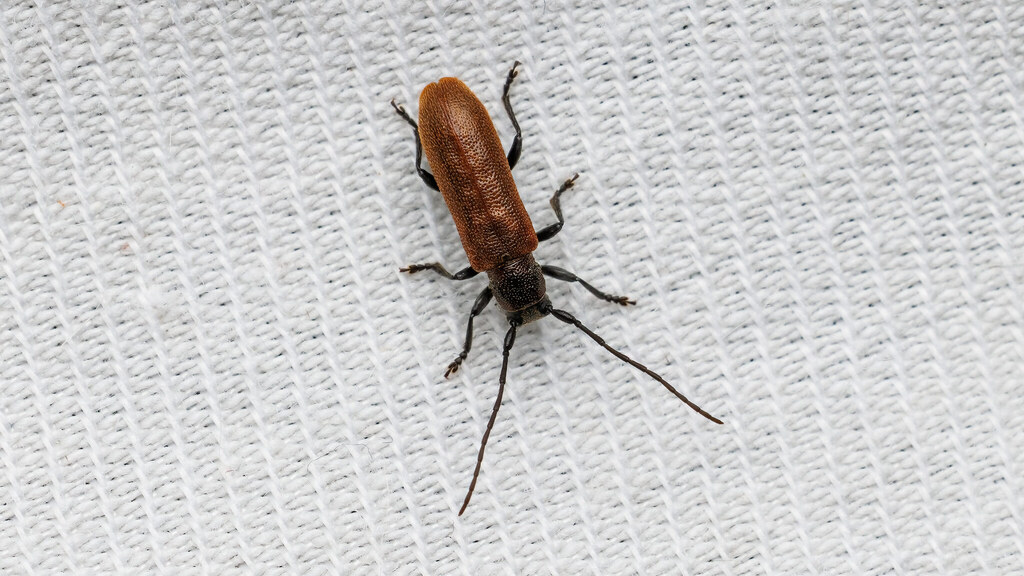 Cerambycidae Anaesthetis testacea