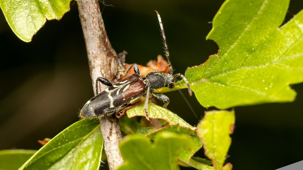 Cerambycidae Anaglyptus mysticus