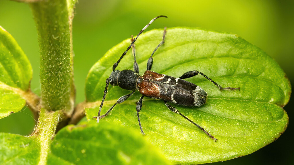 Cerambycidae Anaglyptus mysticus