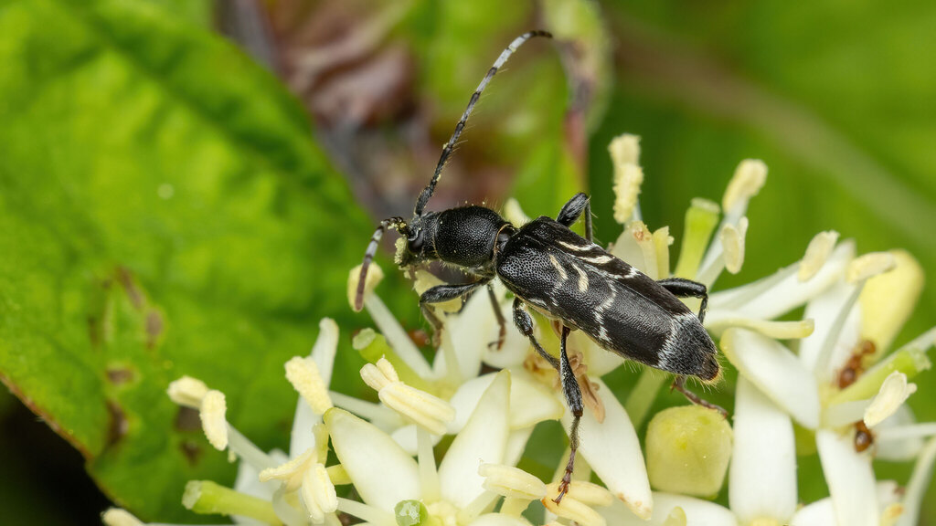 Cerambycidae Anaglyptus mysticus