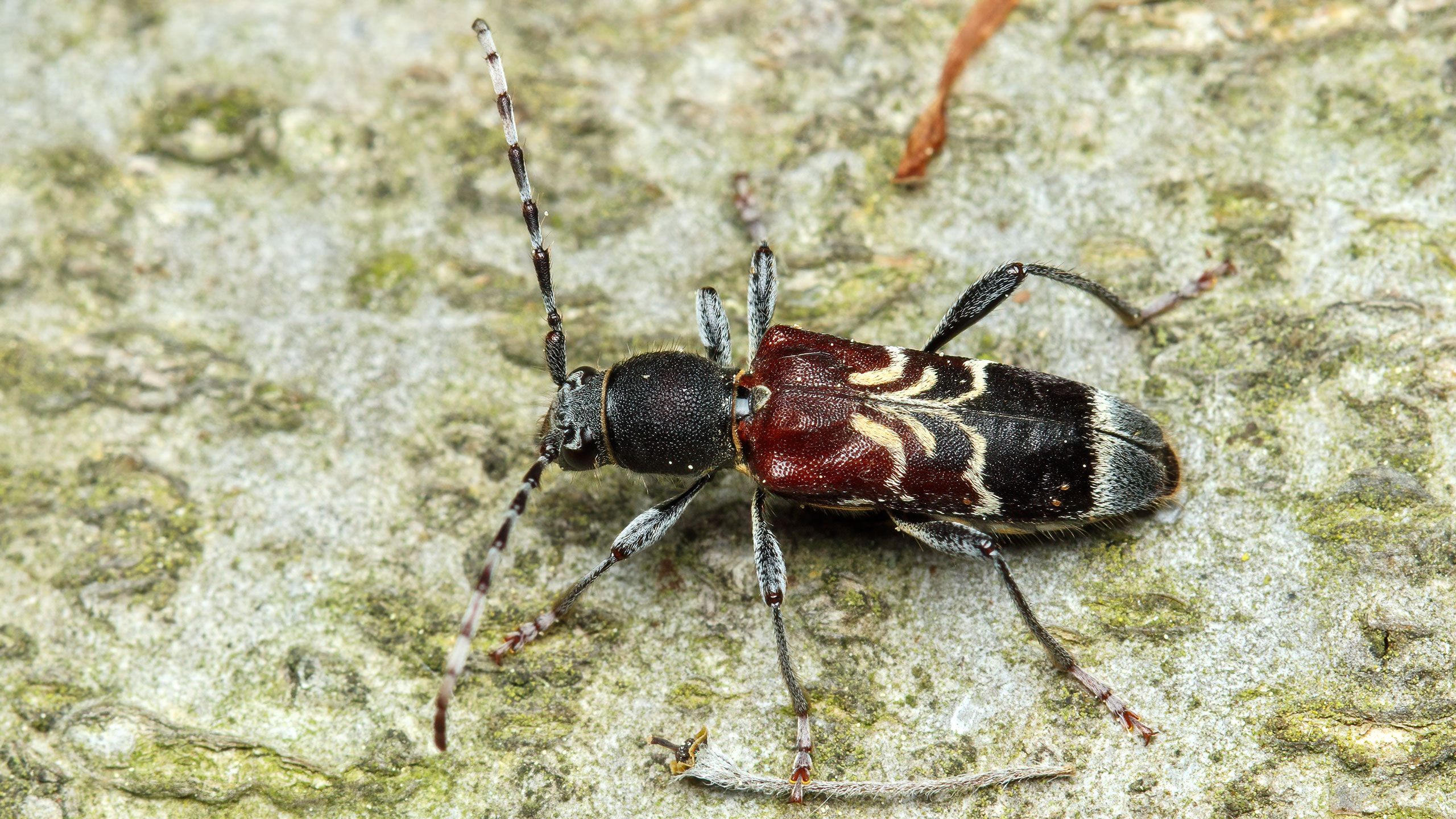 Cerambycidae Anaglyptus mysticus