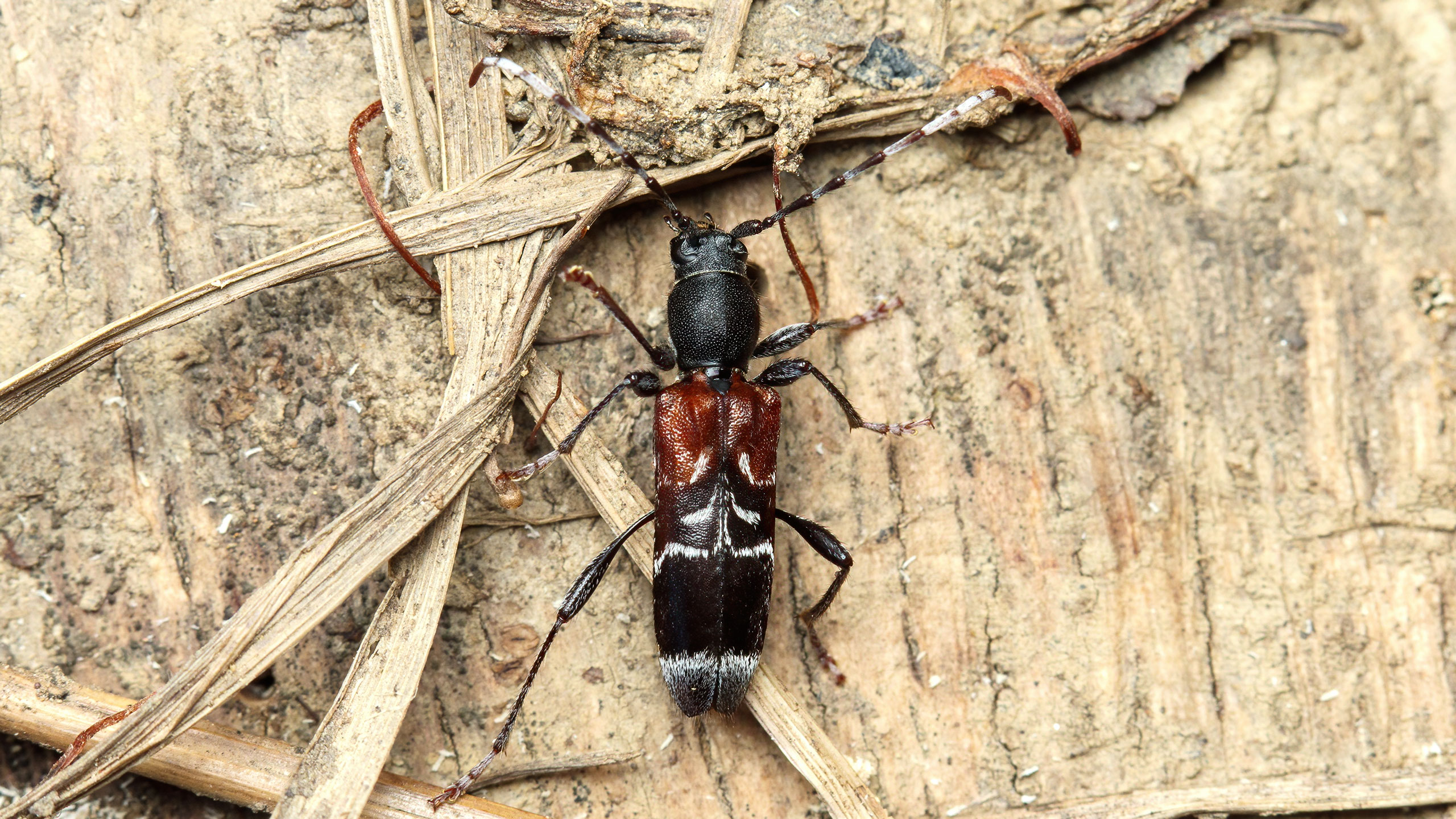 Cerambycidae Anaglyptus mysticus