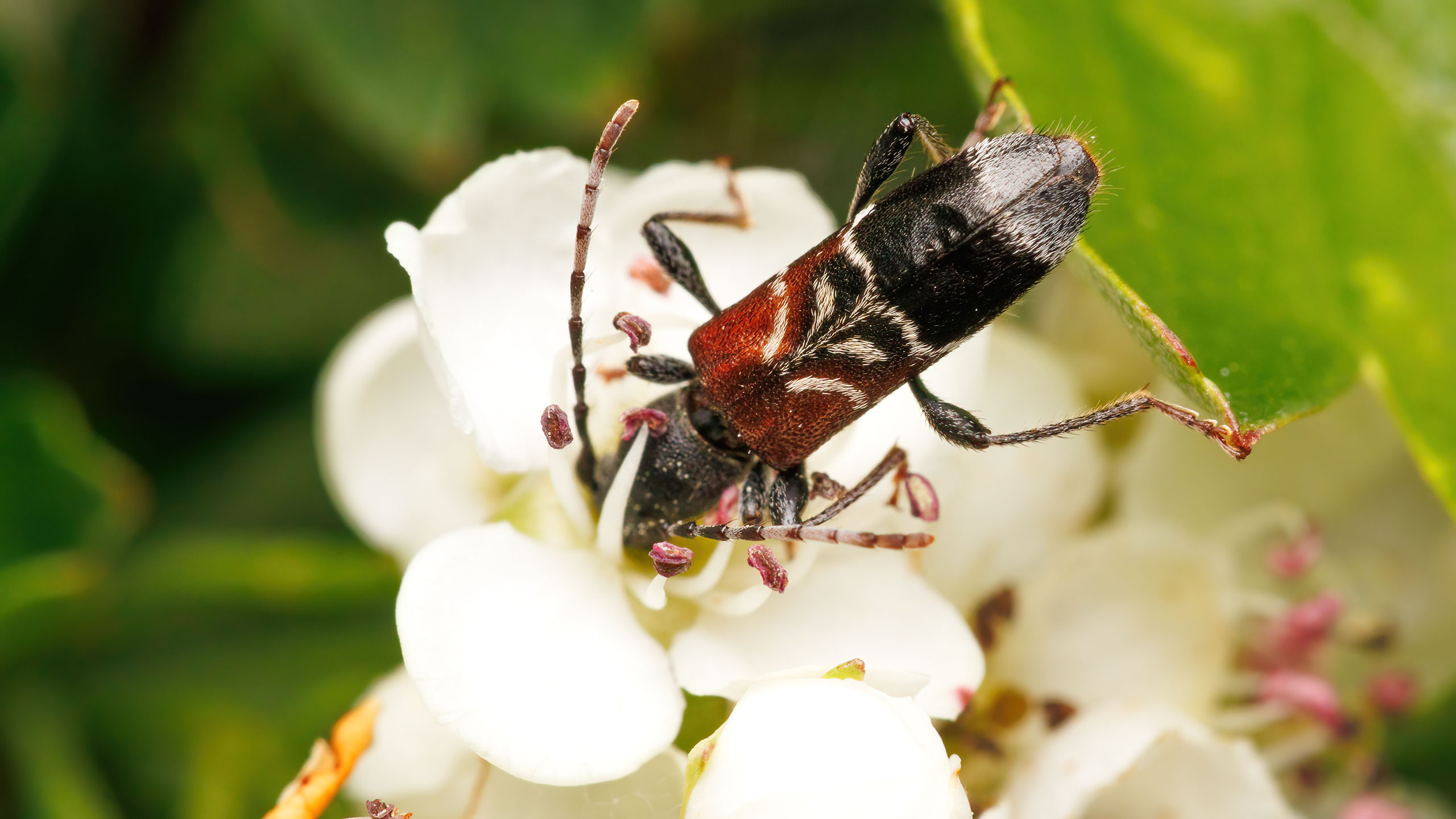 Cerambycidae Anaglyptus mysticus