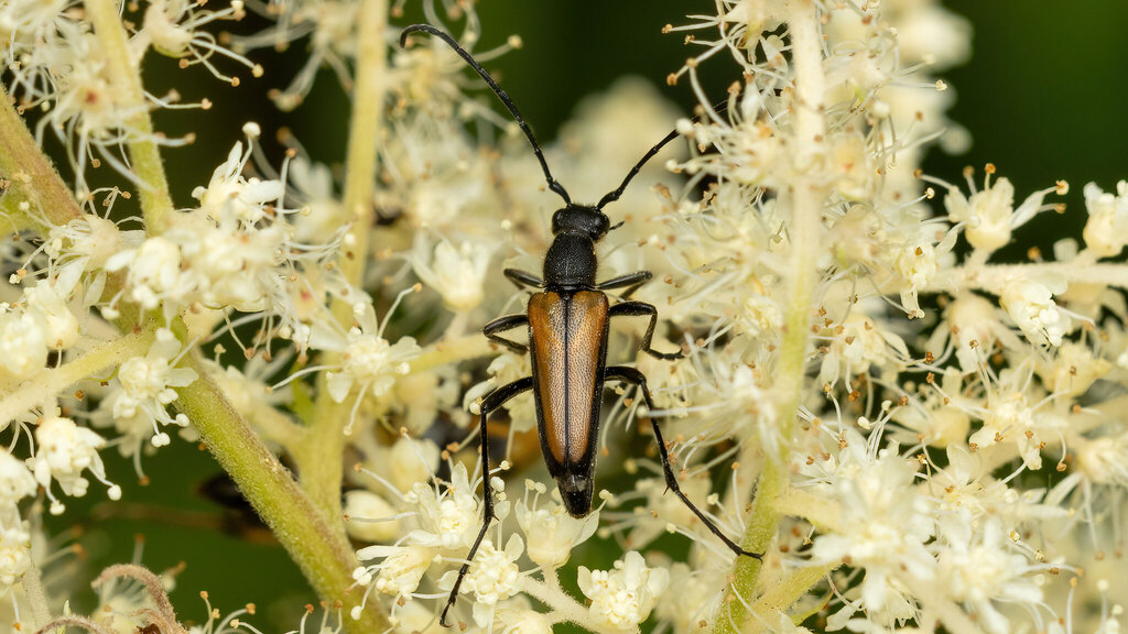 Cerambycidae Anastrangalia dubia