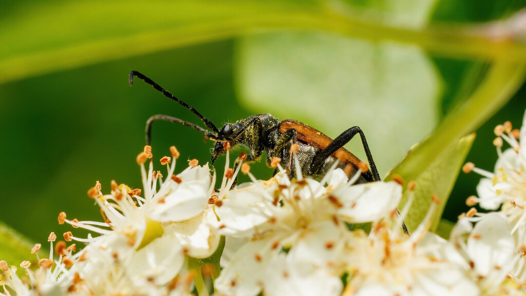 Cerambycidae Anastrangalia dubia
