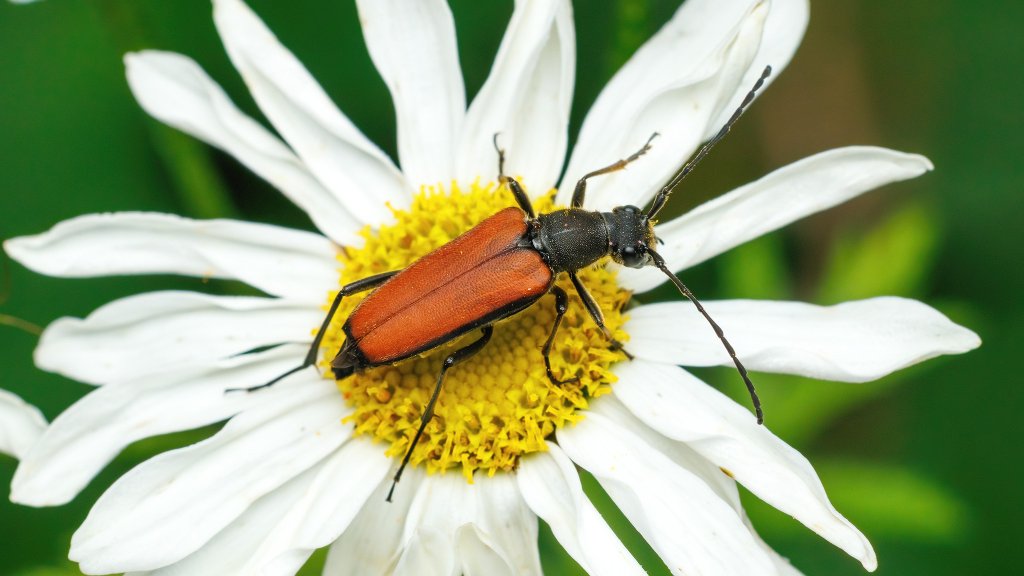 Anastrangalia dubia