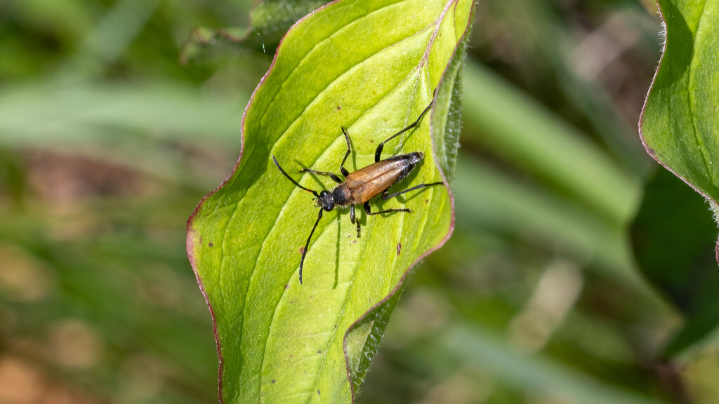 Cerambycidae Anastrangalia sanguinolenta