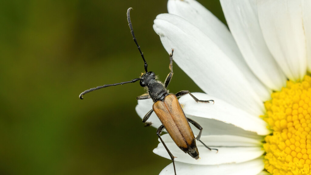 Cerambycidae Anastrangalia sanguinolenta