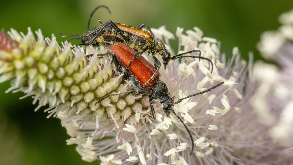 Cerambycidae Anastrangalia sanguinolenta