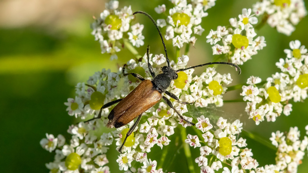Cerambycidae Anastrangalia sanguinolenta