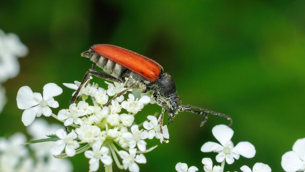 Anastrangalia sp.