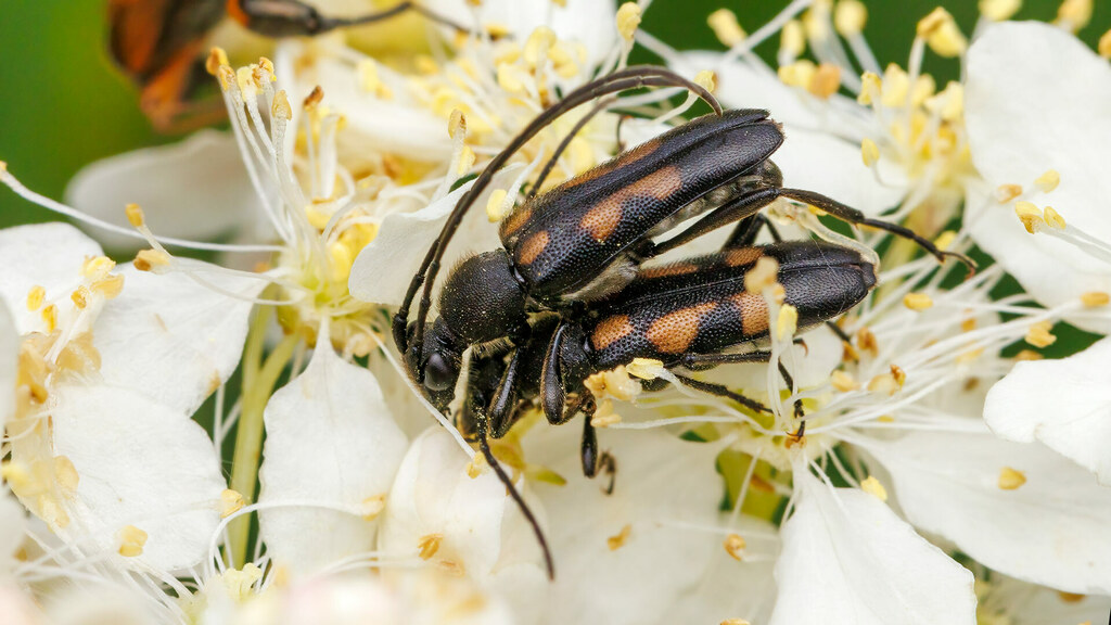 Cerambycidae Anoplodera sexguttata