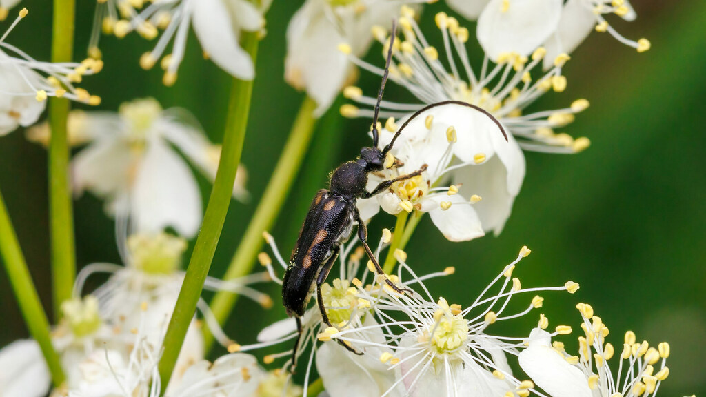 Cerambycidae Anoplodera sexguttata